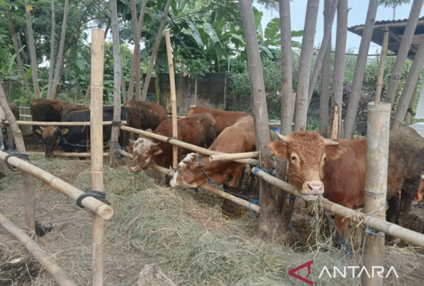 Bantul perketat pengawasan kesehatan hewan kurban jelang Idul Adha