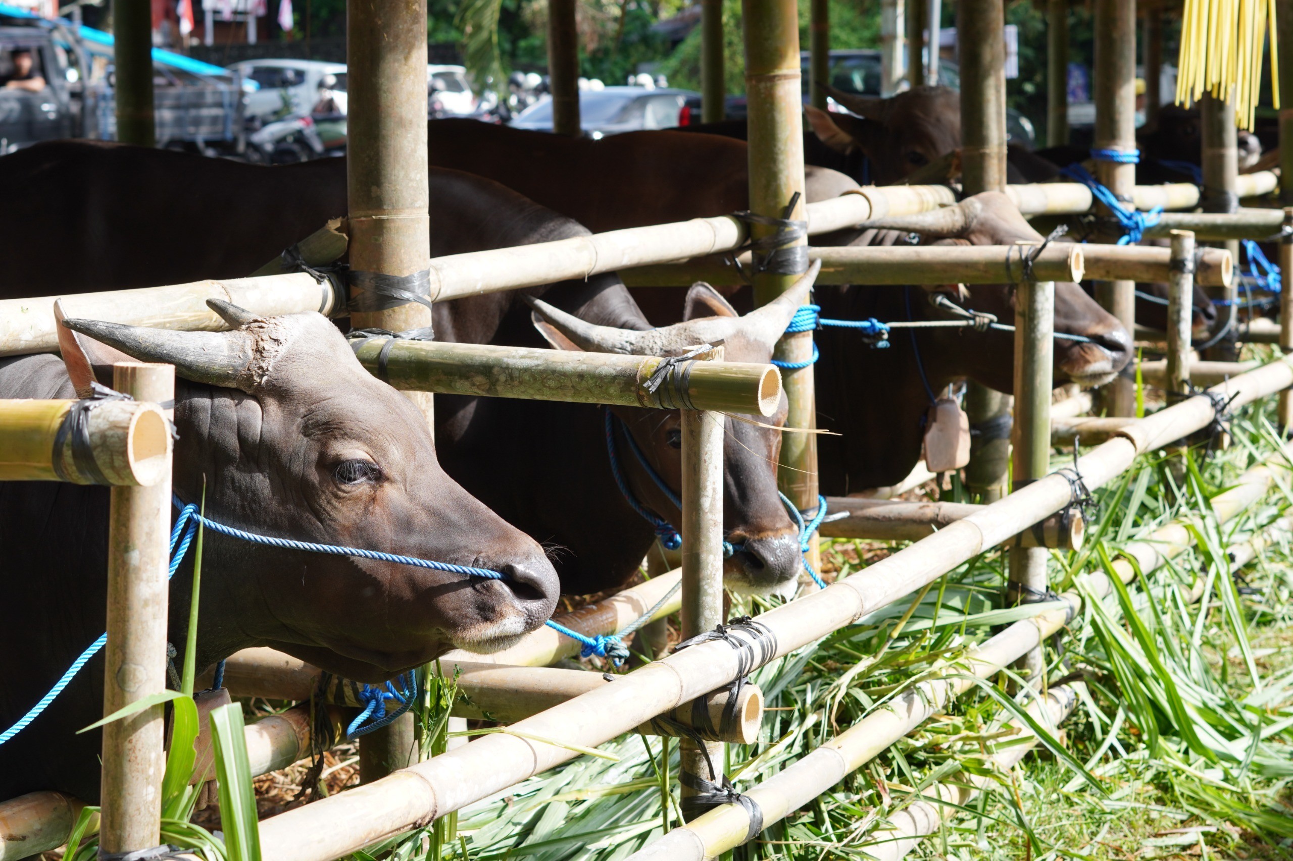 Kementan Kembangkan Ternak Lokal, Dukung Gianyar Adakan Lomba Bibit Sapi Bali