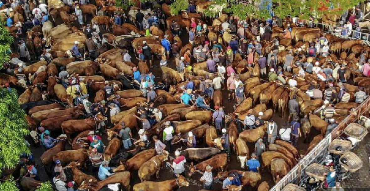 Kementan: Kebutuhan Hewan Kurban Tahun 2025 Naik 1,98 Persen