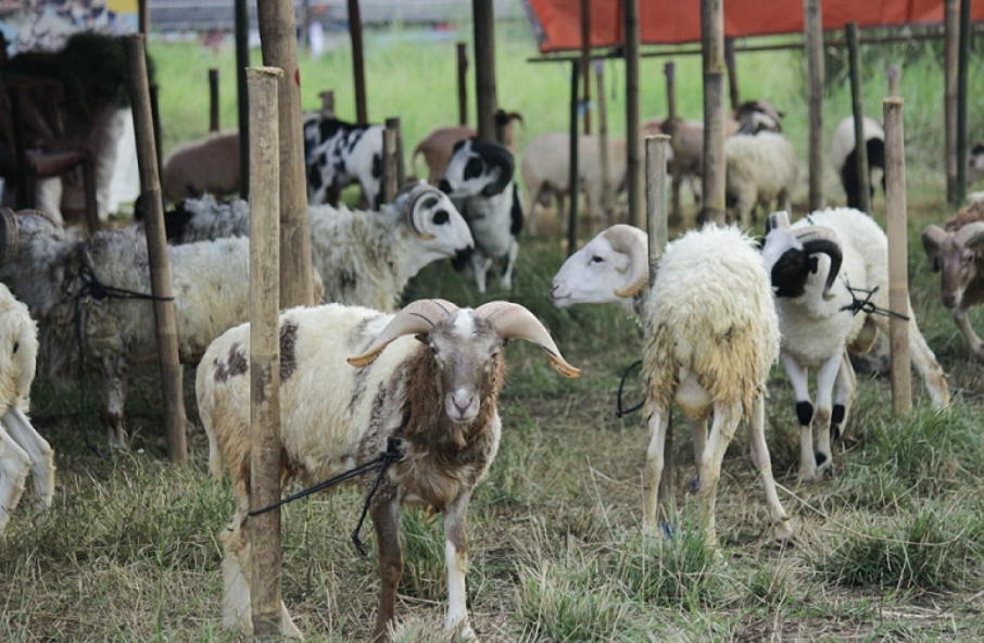 9 Ciri Kambing atau Domba Sehat untuk Kurban Idul Adha: Panduan Lengkap Sesuai Syariat dan Kementan