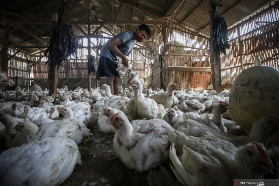 Kementerian Pertanian stabilkan produksi dan harga ayam broiler