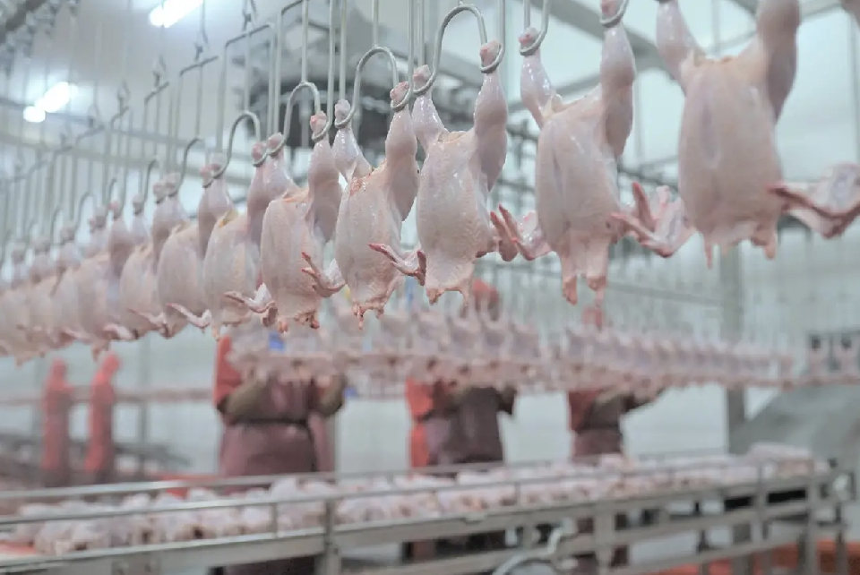 Kementan kembangkan klaster hilirisasi ayam terintegrasi