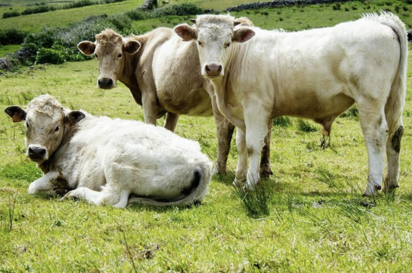 Investor Brasil Akan Buka Peternakan Sapi di Kawasan Transmigrasi NTT