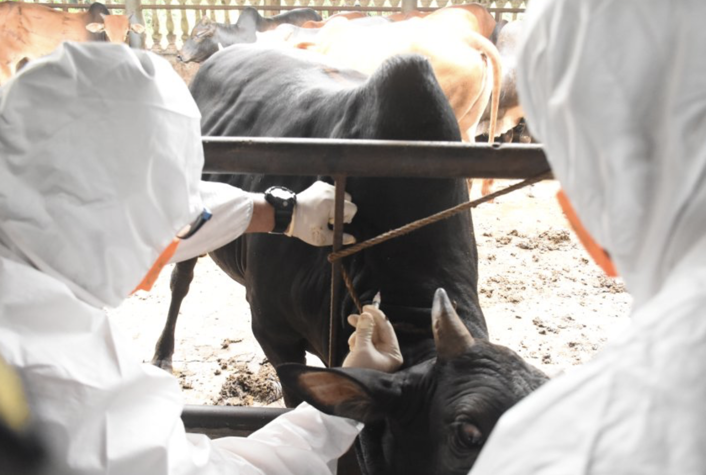 Target Indonesia Bebas PMK 2035, Karantina Sumut Kampanyekan Ring Vaksinasi Ternak di Langkat