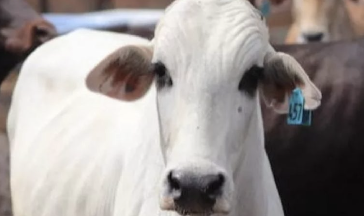 Jelang Hari Kurban, Kementan Lakukan Pencegahan Penyakit Kulit pada Sapi