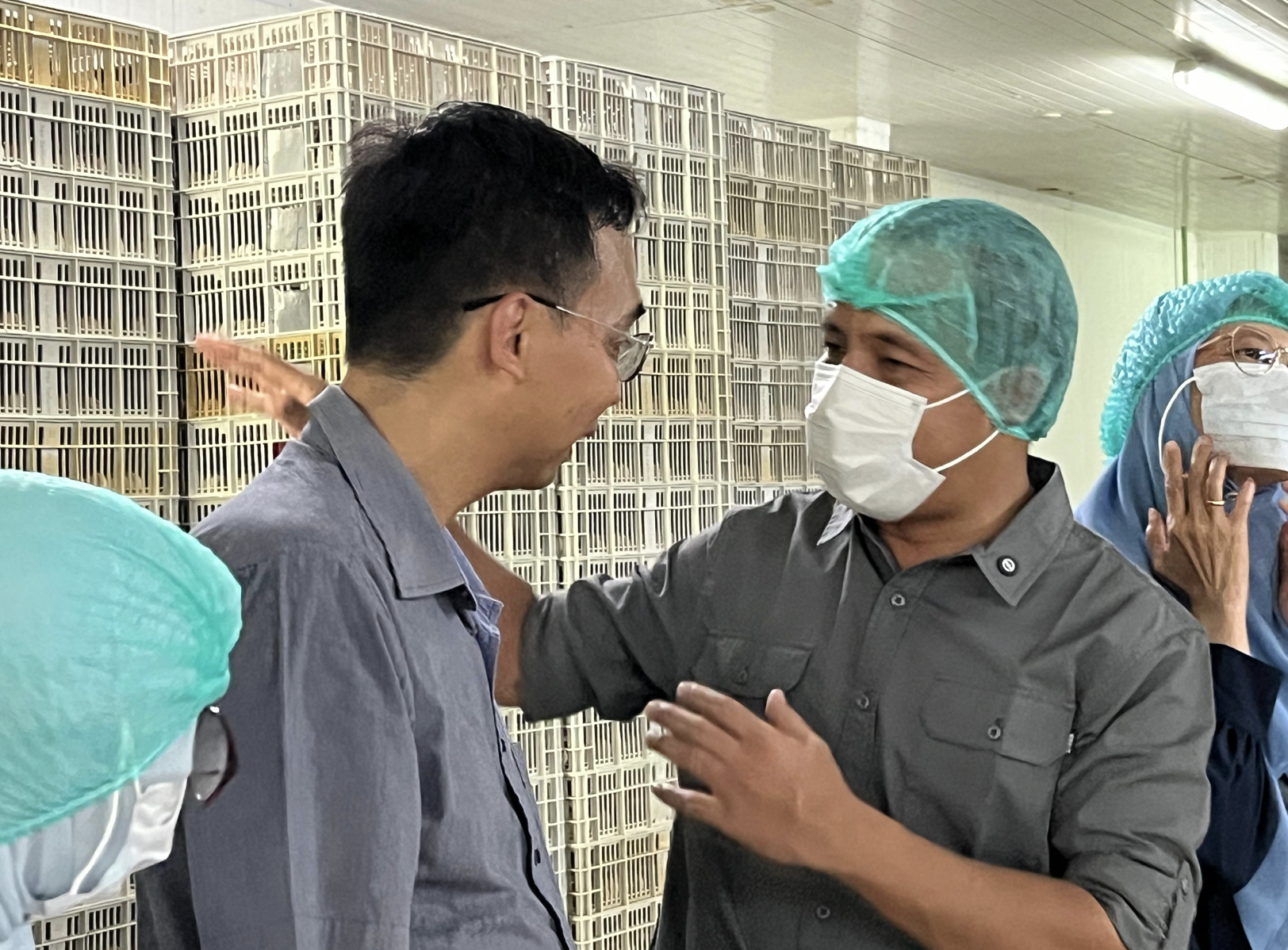 Kementan Pantau Produksi DOC Broiler untuk Jaga Stabilitas Harga Ayam