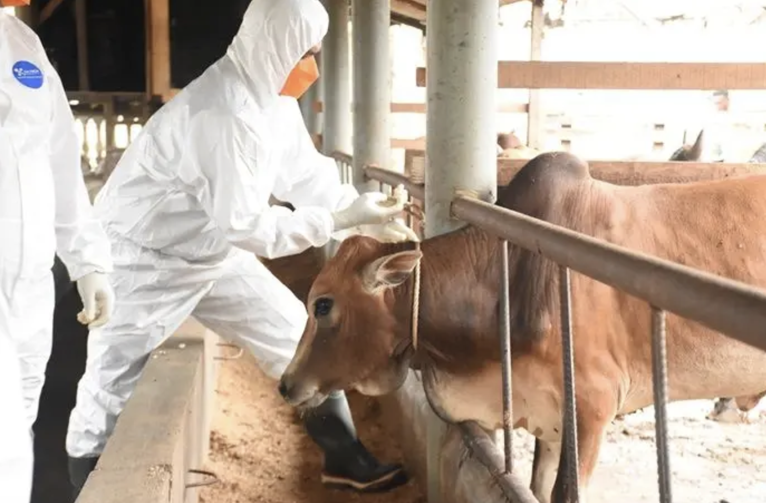 Indonesia Bebas PMK 2025, Karantina Sumut Gencarkan Vaksinasi Sapi