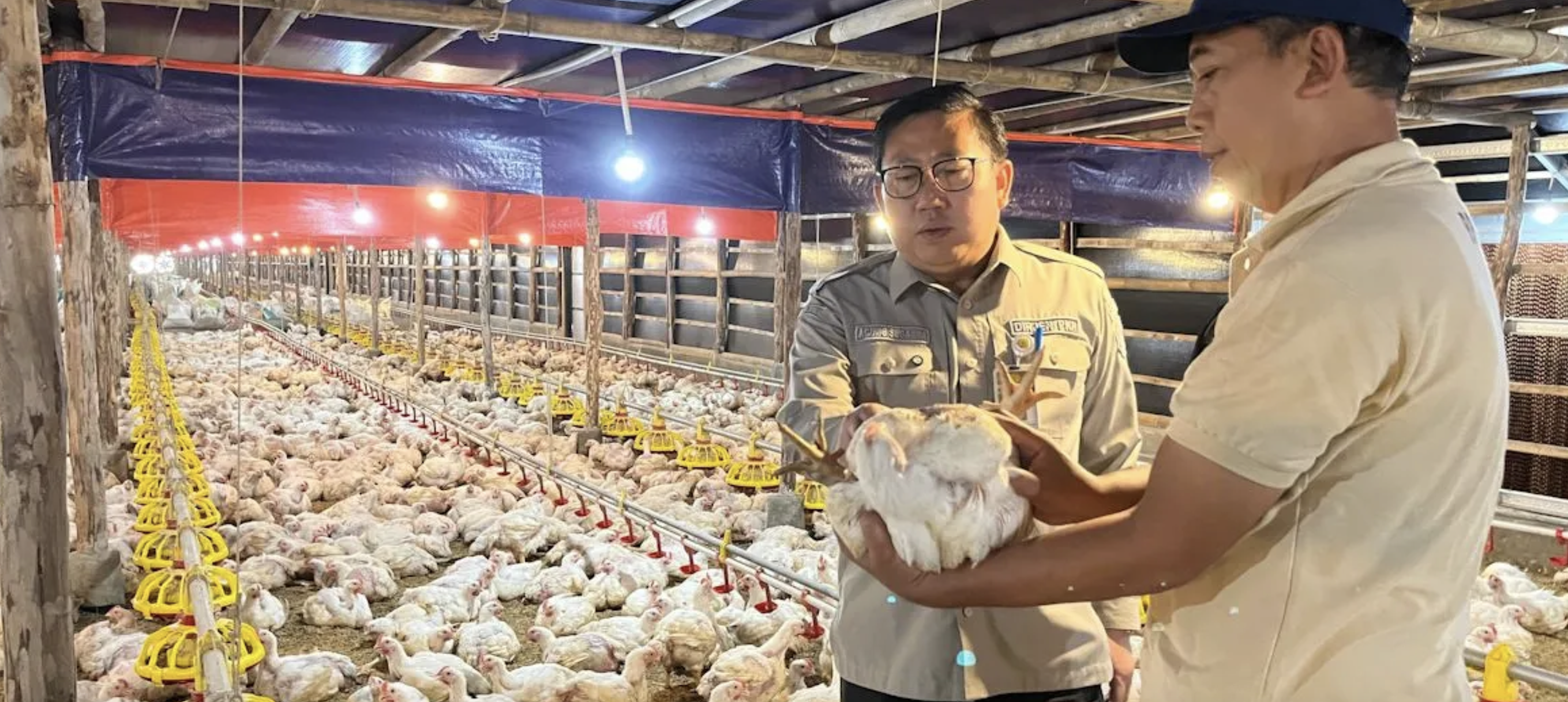 Kementan: Harga ayam hidup mulai naik usai pengawasan diperkuat