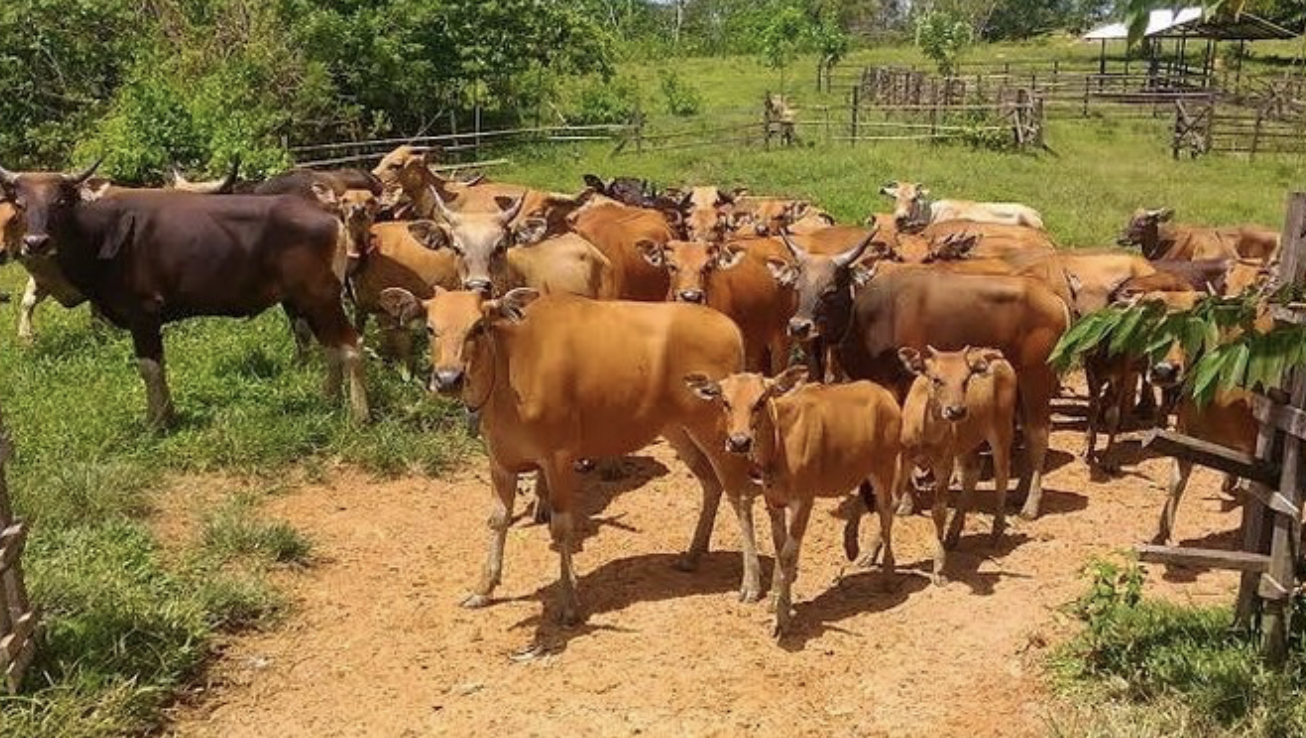 Keistimewaan Sapi Bali,Ternak Unggulan yang Masih Satu Famili dengan Banteng