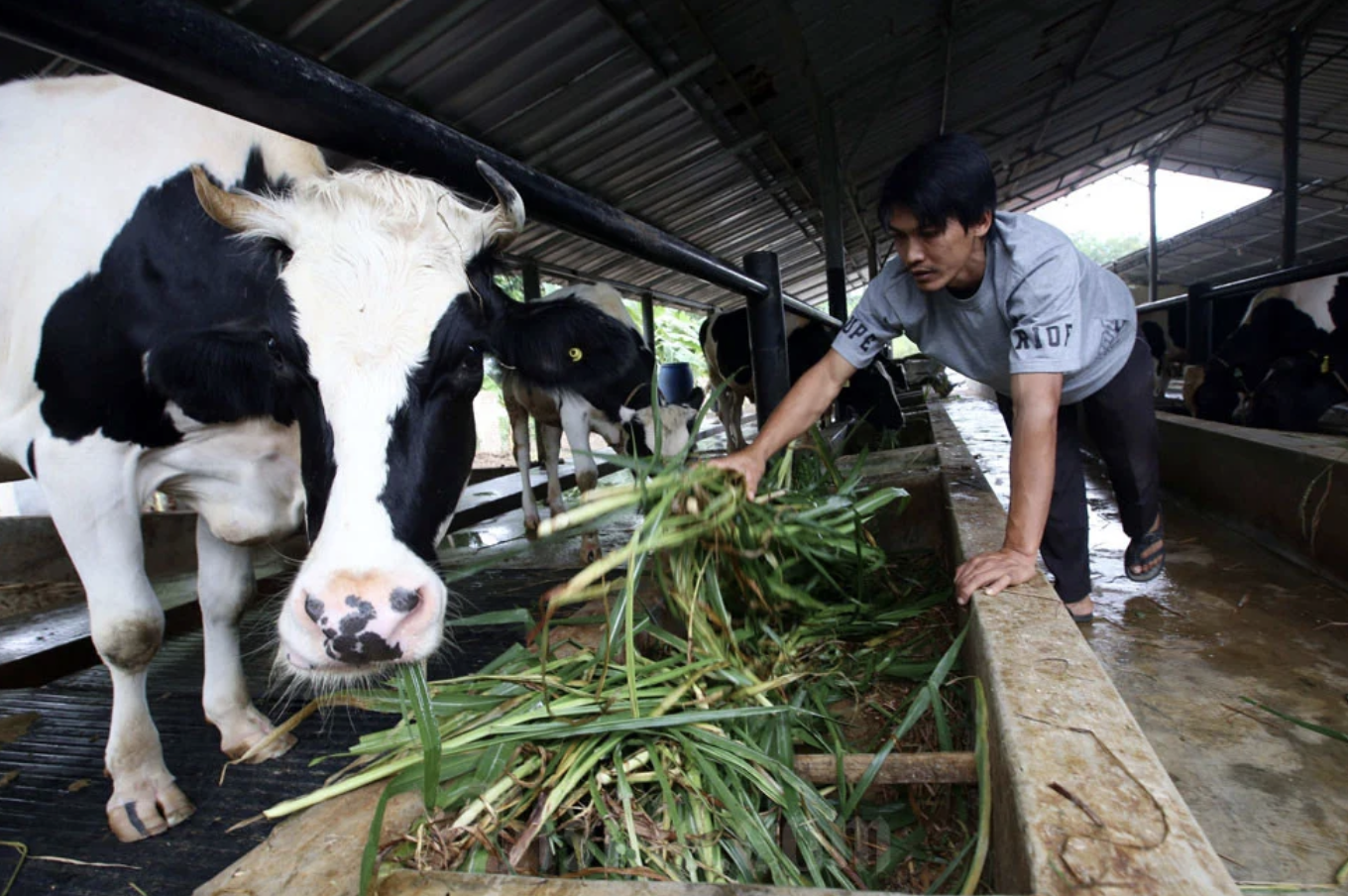 Kementan Usul KUR Khusus Peternak Demi Dorong Populasi Sapi Lokal