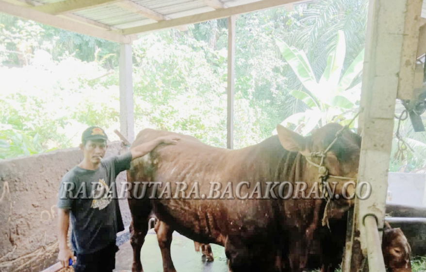 11 Ekor Sapi Bengkulu Berpotensi Jadi Hewan Kurban Presiden, Salahsatunya dari Desa Karya Bakti