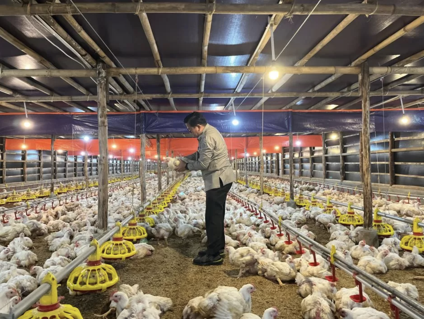 Upaya Stabilkan Harga, Kementan Pantau Serapan Ayam oleh Perusahaan dan Pabrik Pakan