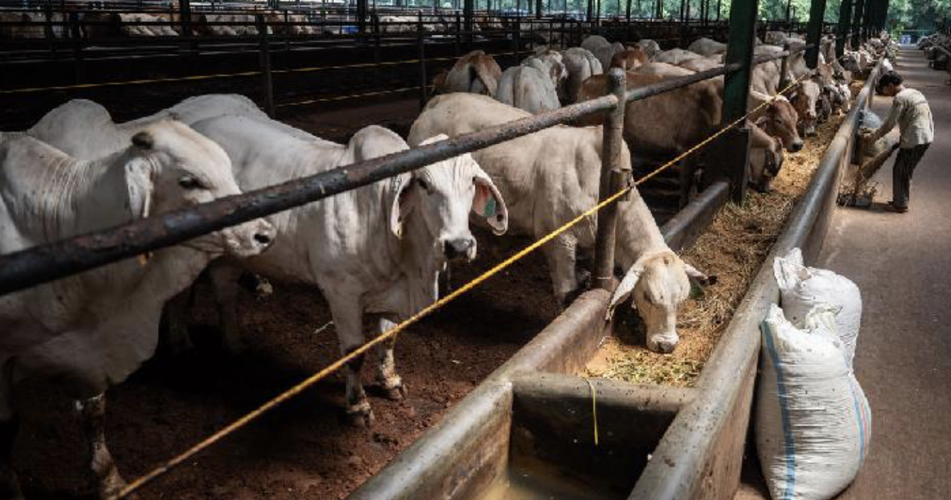 Alasan Pemerintah Tak Batasi Kuota Impor Sapi: Biar Pemainnya Bukan Itu-itu Saja
