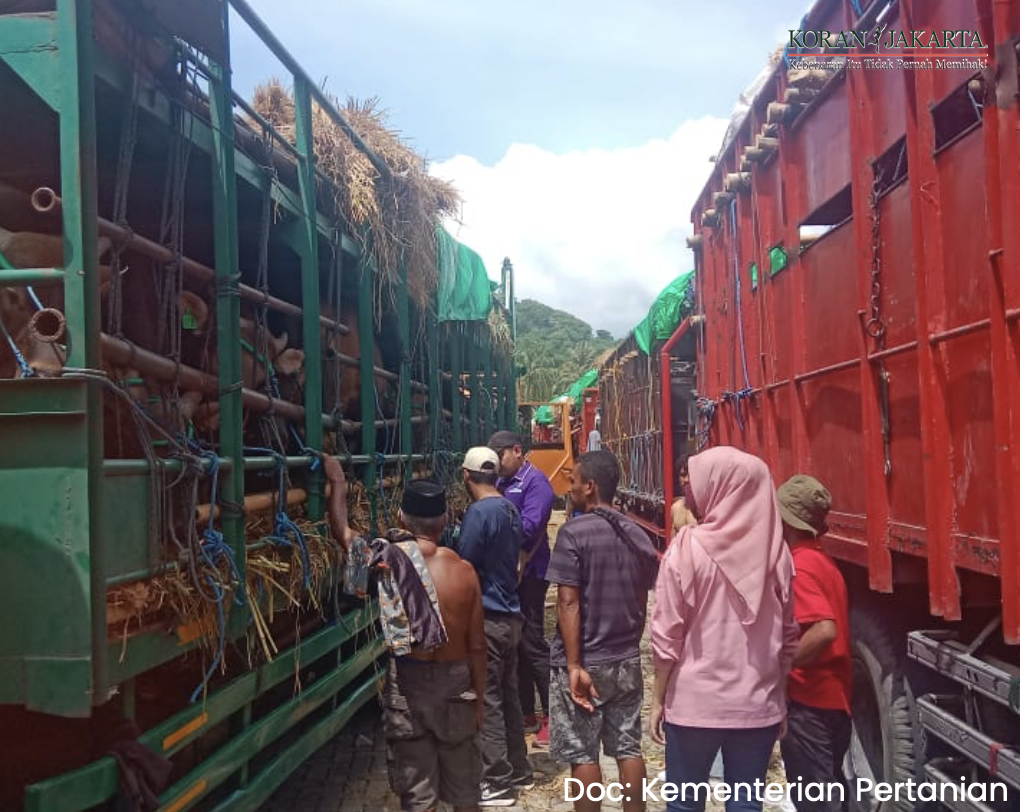 Antisipasi Lonjakan Permintaan Hewan Kurban Idul Adha, Distribusi Sapi Kurban dari NTB Diatur Ulang