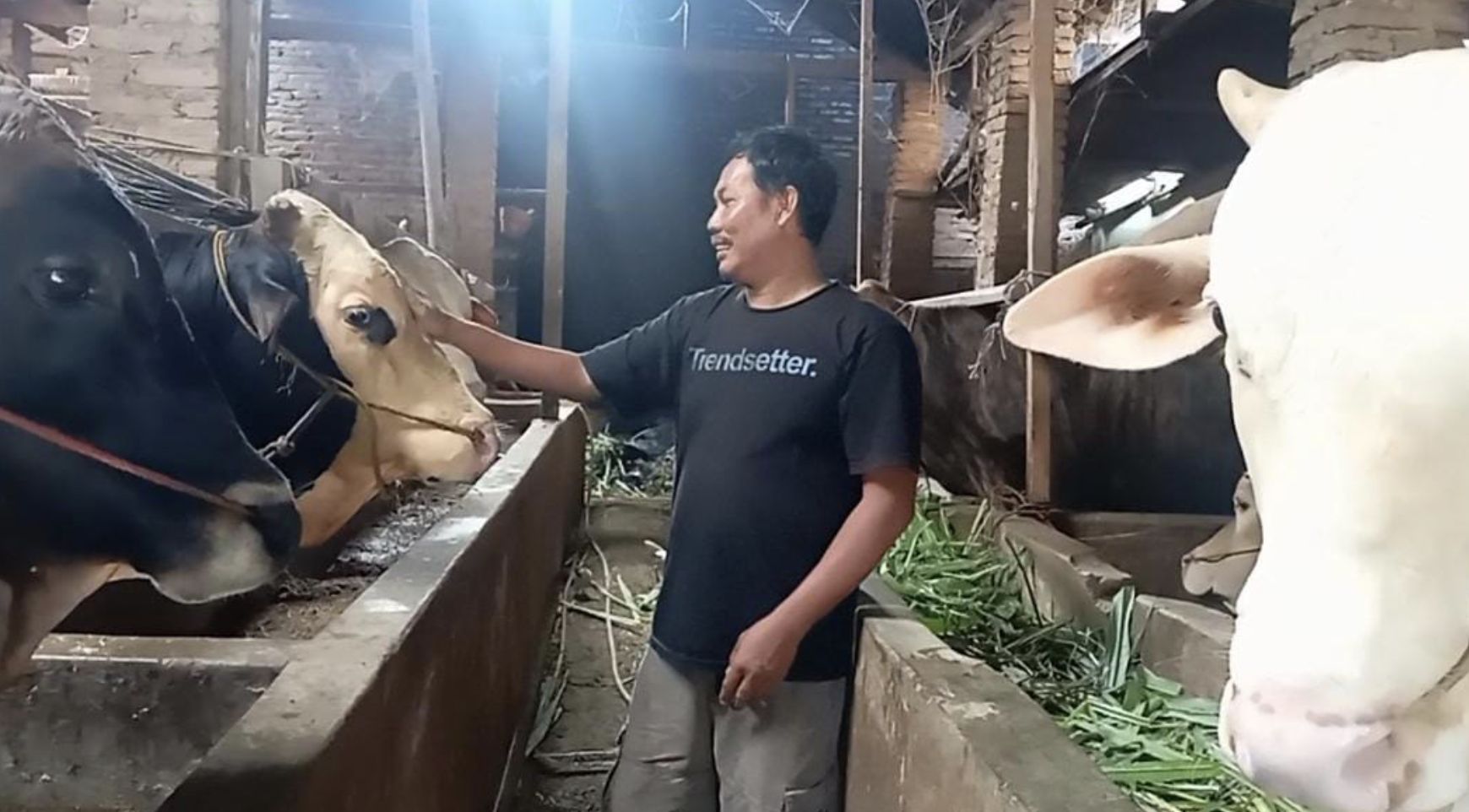 Menjelang Idul Adha 2025, Pedagang Sapi di Banyumas Pringsewu Raup Untung, Penjualan Tembus 20 Ekor