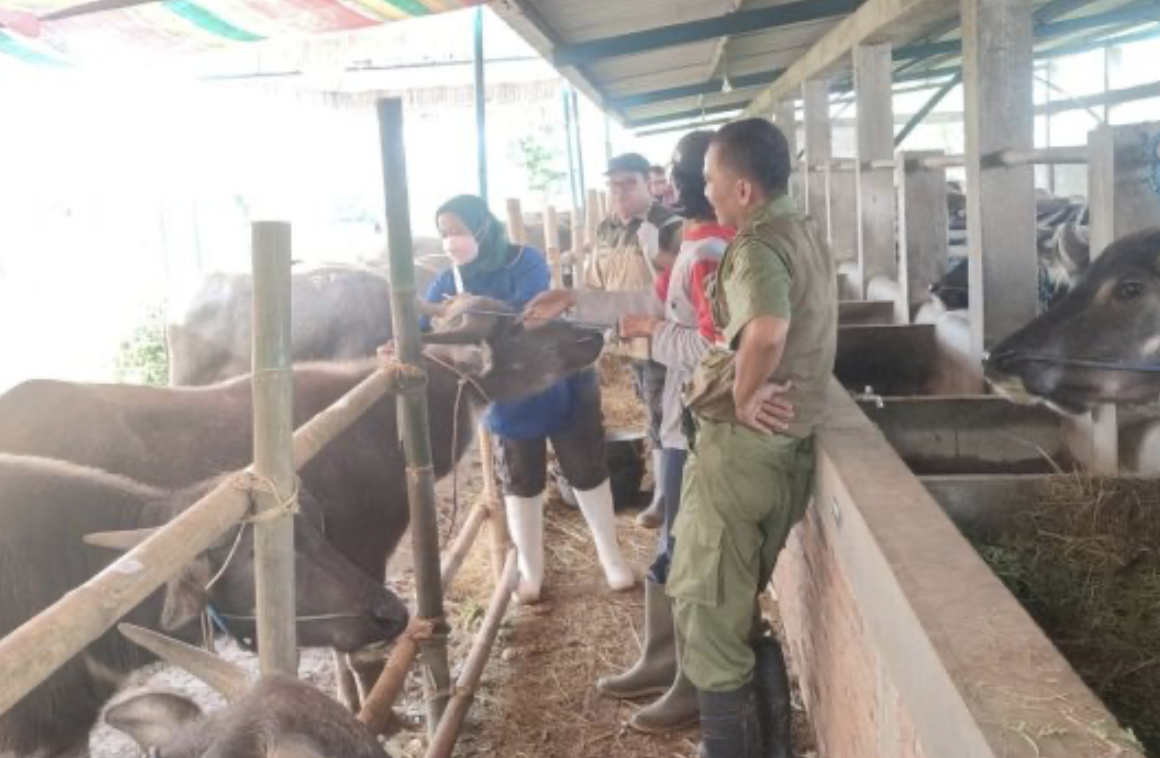 Pasar Hewan Untuk Kebutuhan Kurban Nasional 2025