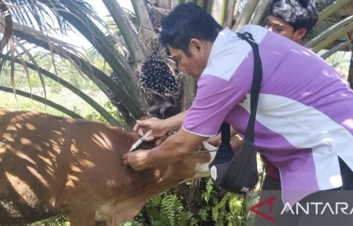 Distan Pasaman perketat pengawasan hewan kurban jelang Idul Adha