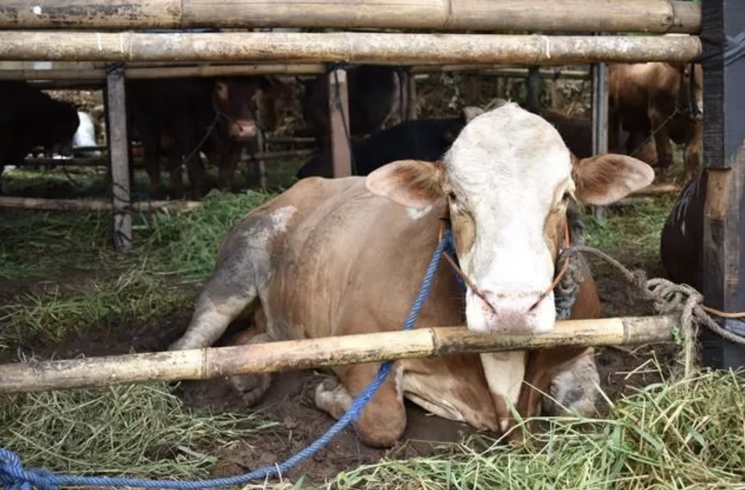 Penuhi Kebutuhan Daging, Kementan Sediakan Sapi Indukan Produktif untuk Peternak Lokal