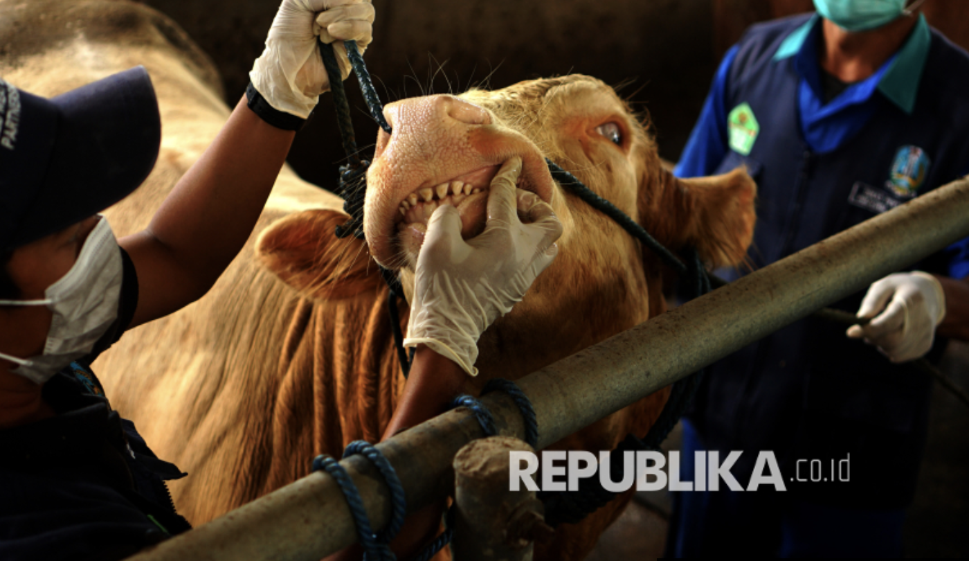 Kementan Jamin Pengendalian PMK Tetap Optimal dalam Periode Lebaran