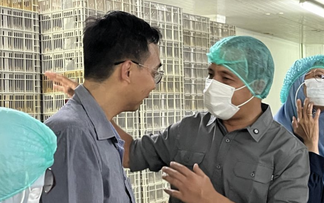 Pantau Produksi DOC, Kementan Jaga Stabilitas Harga Ayam