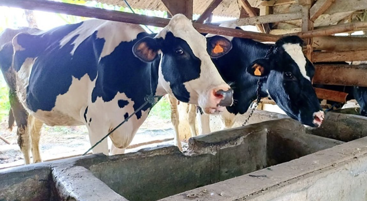 Peternakan Sumbang Emisi Terbesar Sektor Pangan