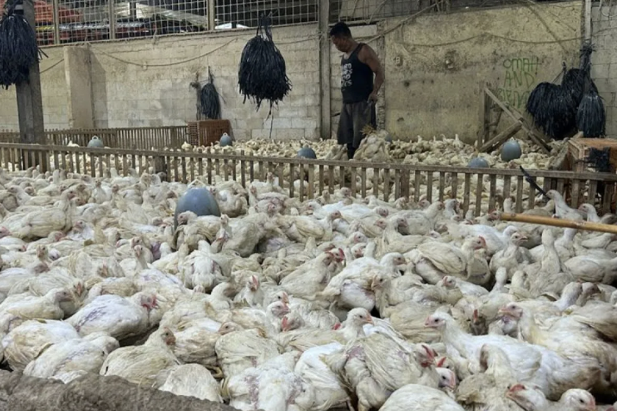 Kementan sidak pangkalan ayam di Jakarta awasi distribusi dan harga