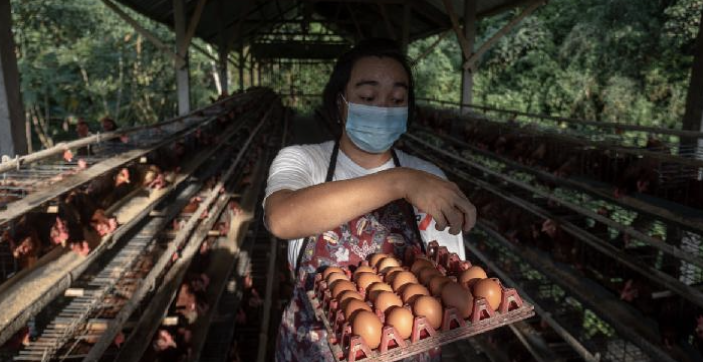 Produksi Surplus, Indonesia Ekspor 1,6 Juta Butir Telur Ayam ke Amerika Serikat
