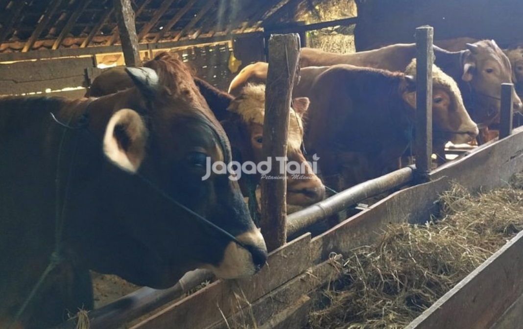 BRIN Ungkap Inovasi Adaptasi Ternak Dalam Perubahan Iklim