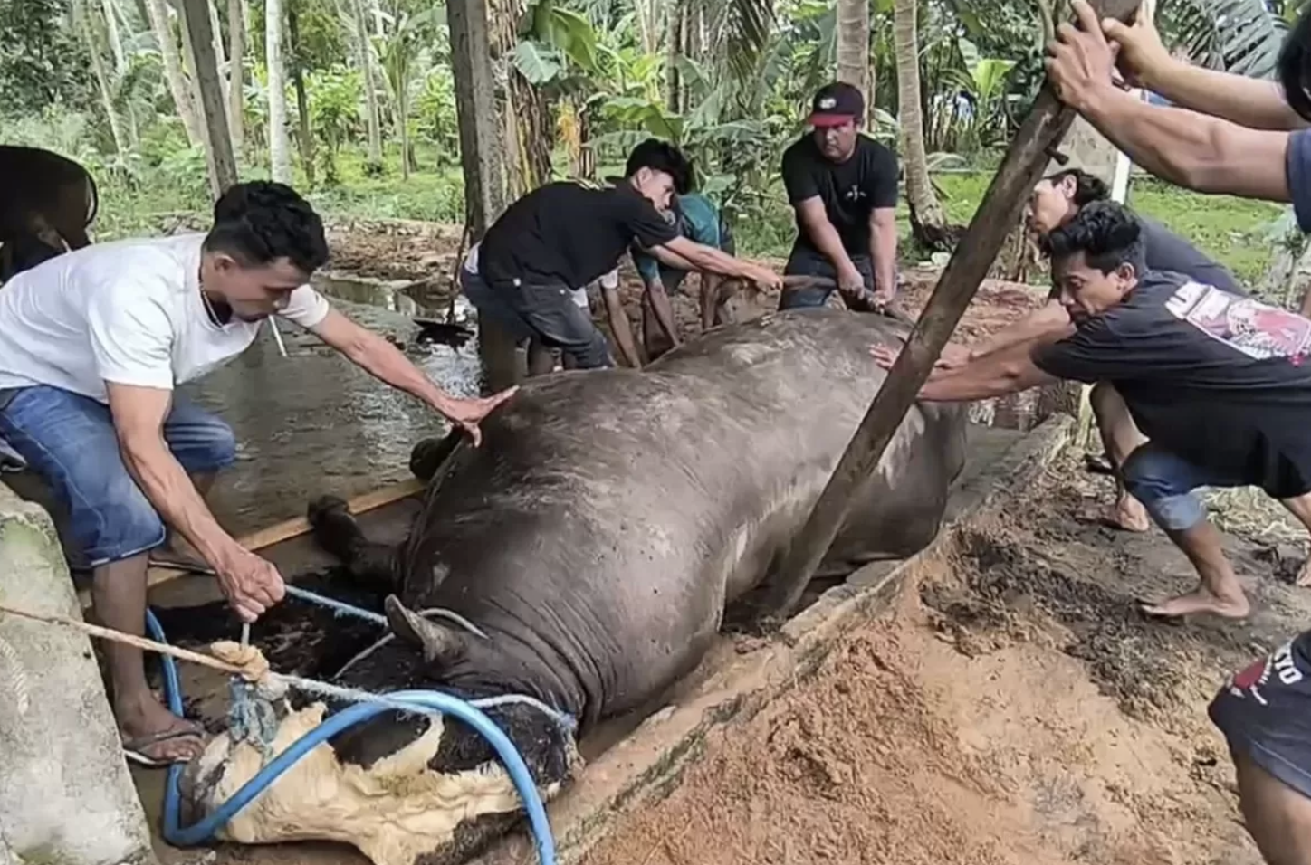 Sapi Kurban Presiden Prabowo Mati Mendadak, Diduga Keracunan, Indikasi Awal Tidak Ditemukan Penyakit yang Menular ke Manusia