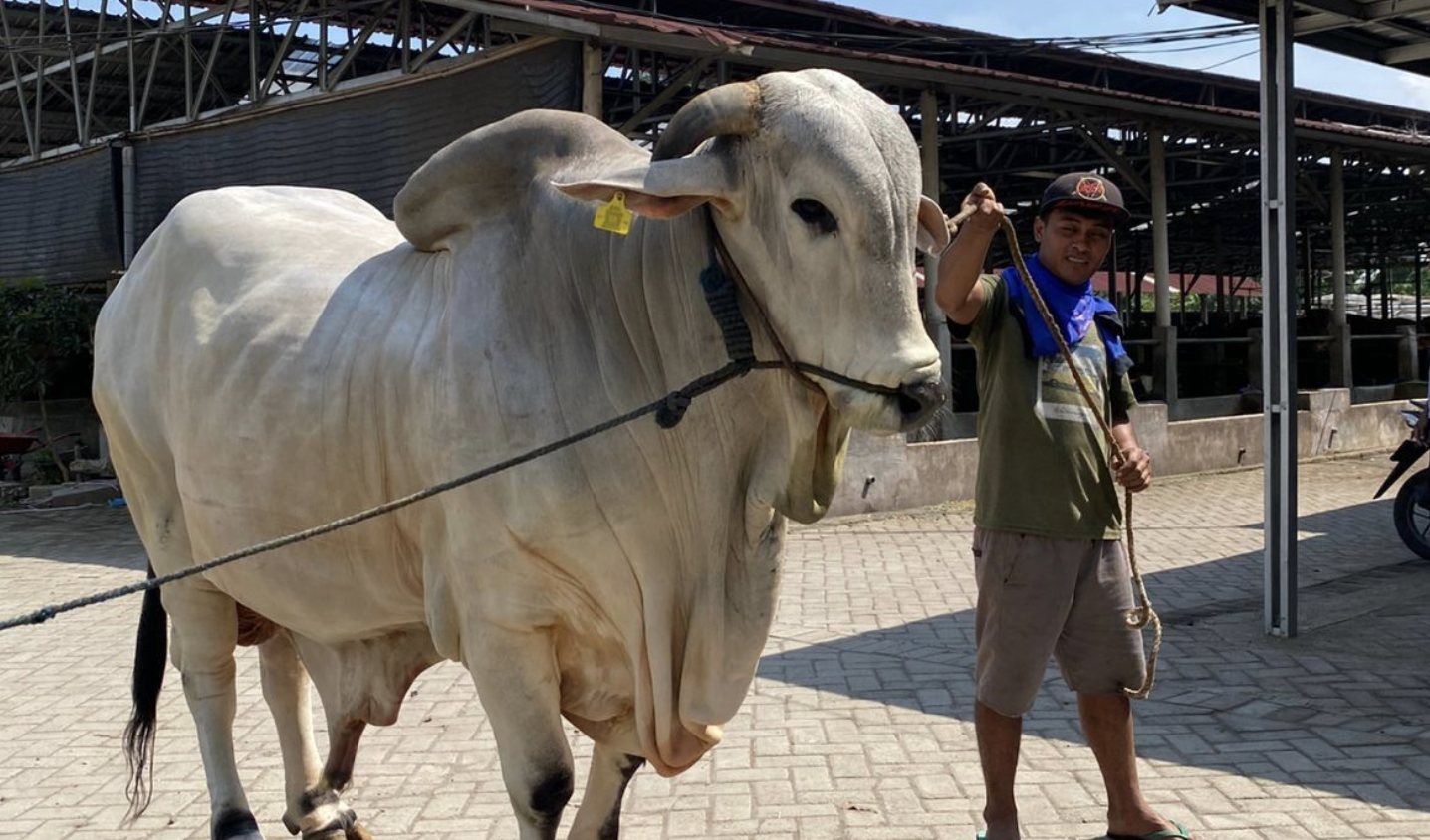 Ini Alasan Prabowo Tak Pilih Sapi Jumbo untuk Kurban Idul Adha 2025