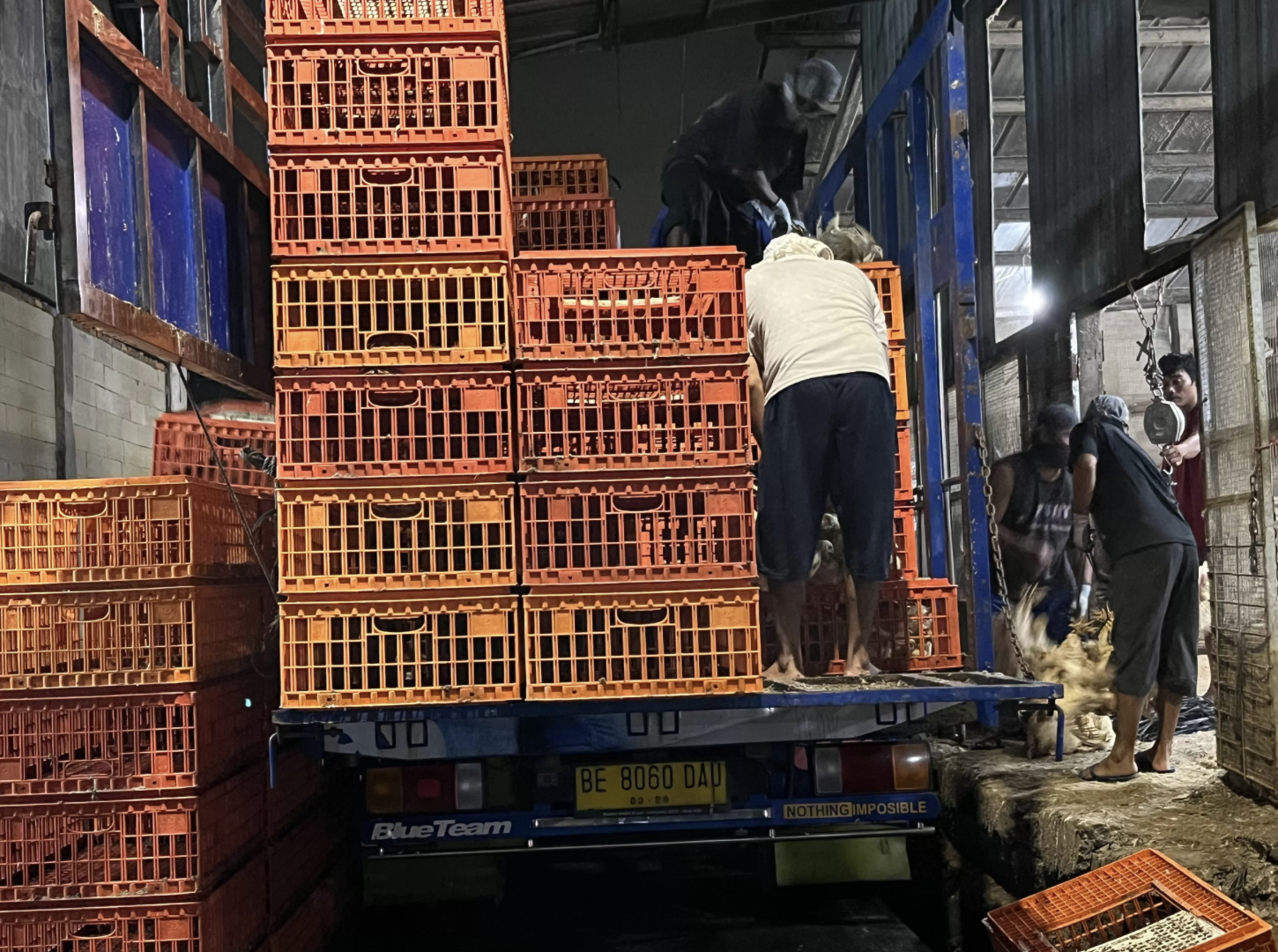 Upaya Stabilkan Harga, Kementan dan Satgas Pangan Polri Terus Awasi Distribusi Ayam Ras