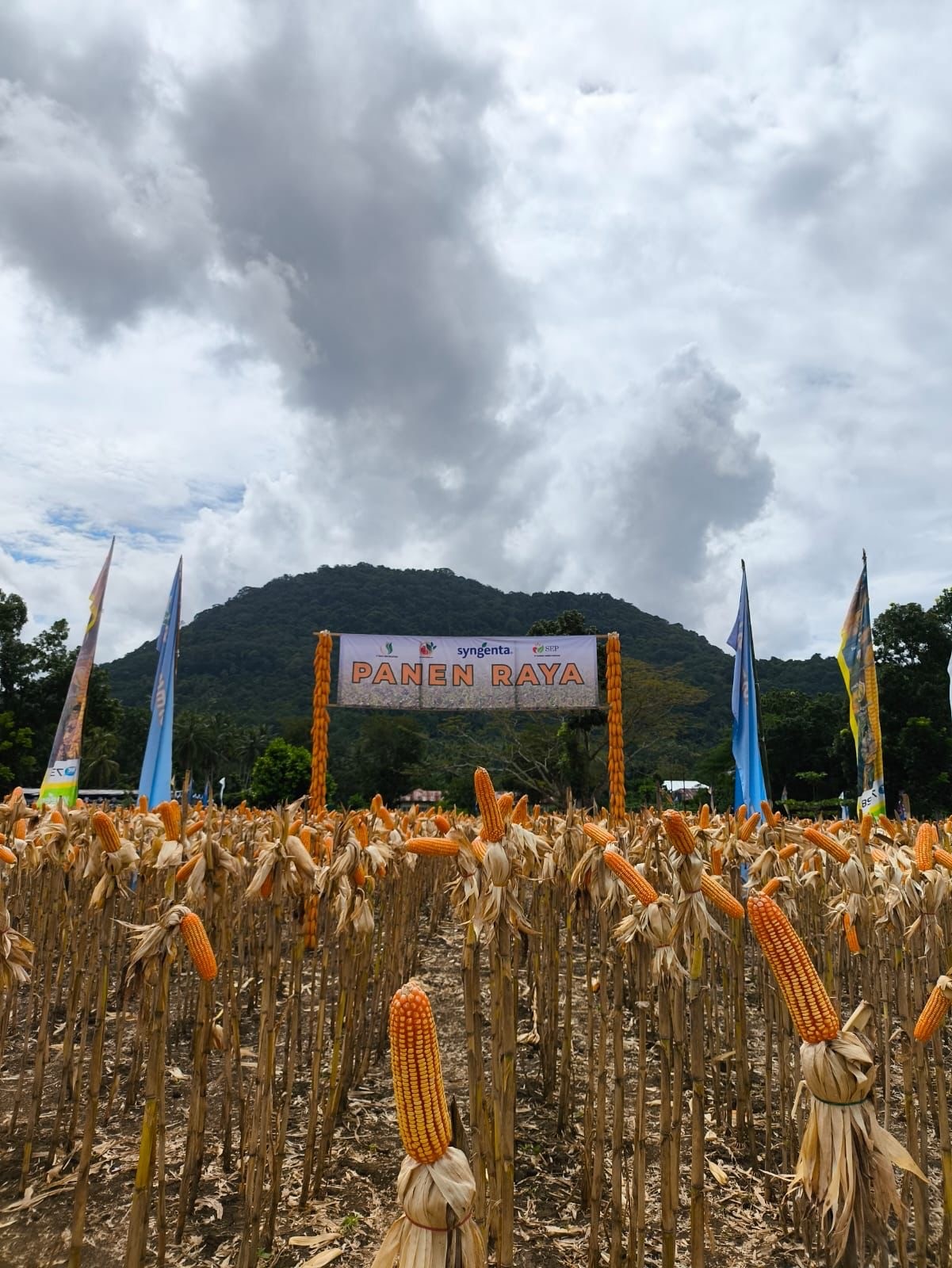 Panen Jagung di Manggarai Timur, Kementan Dukung Swasembada di Timur Indonesia