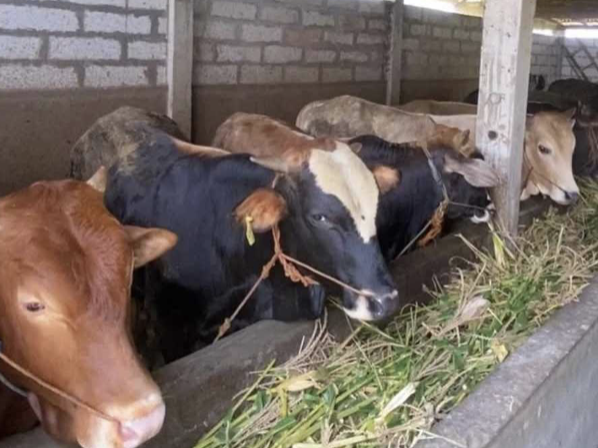 Perdagangan Hewan Kurban Mulai Ramai di Daerah Pantura Jawa Tengah