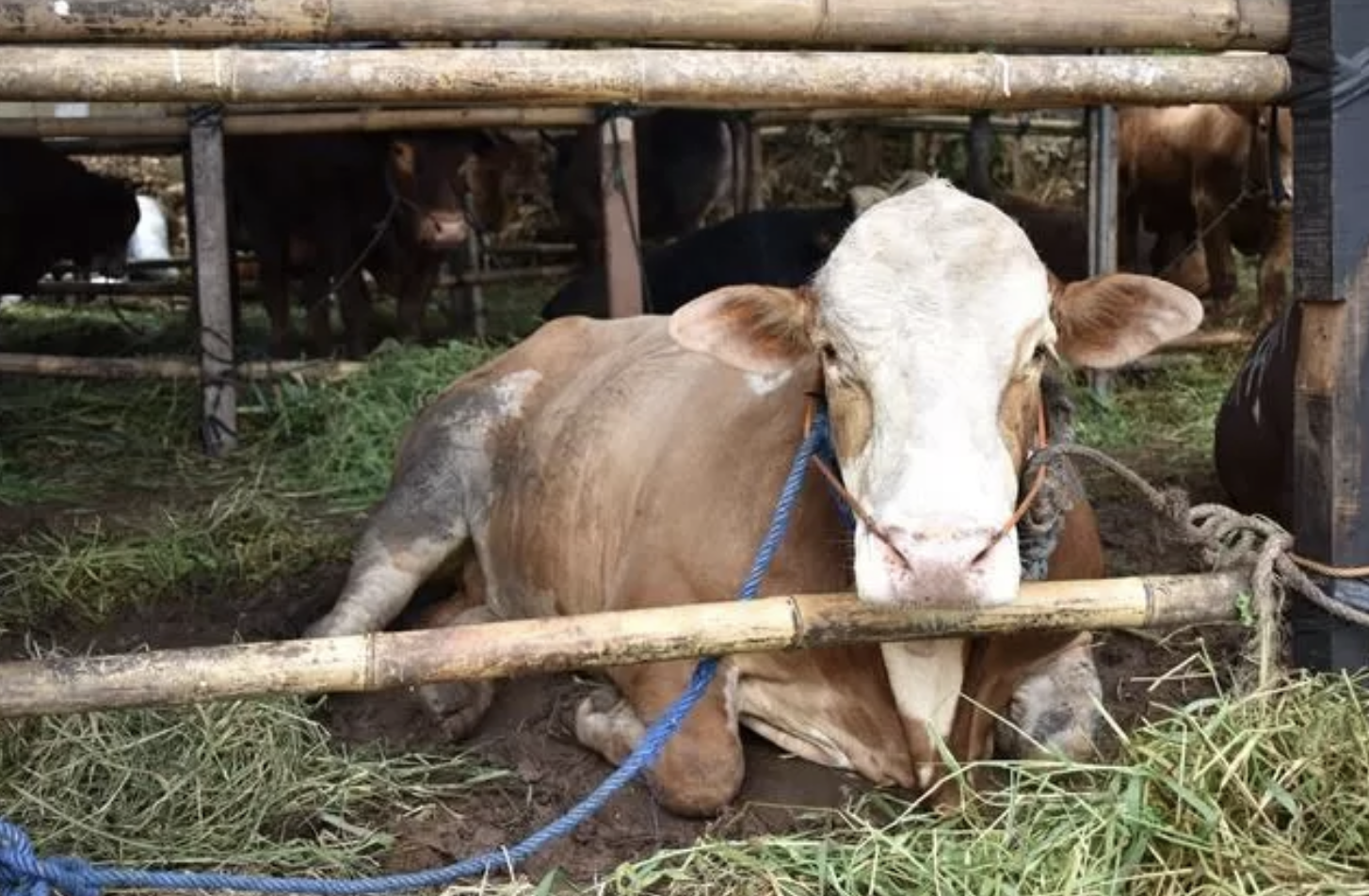 Percepat Produksi Susu dan Daging Sapi, Kementan Dorong Kolaborasi Lintas Sektor