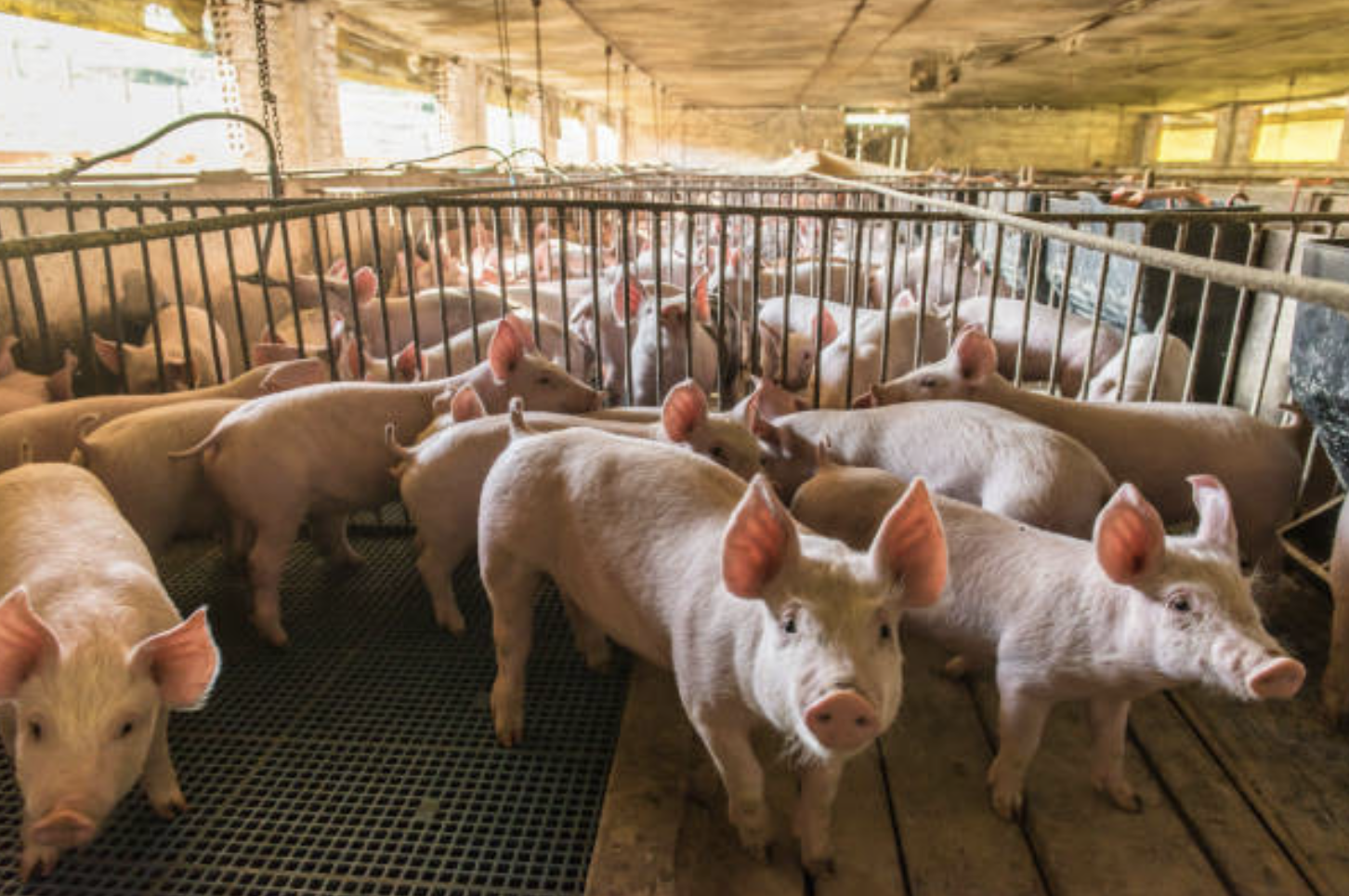 Kabar Gembira bagi Peternak Babi, Vaksin ASF Sudah Ada, Namanya Avac African Swine Fever Live