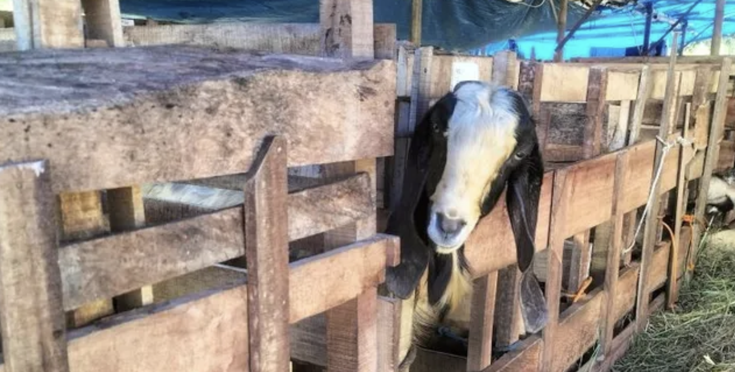 Waspada  Disnakeswan Lampung Selatan Imbau Warga Teliti Saat Membeli Hewan Kurban