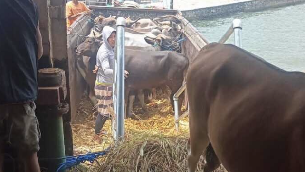 Sapi Kurban dari NTB Dipastikan Bebas Antraks