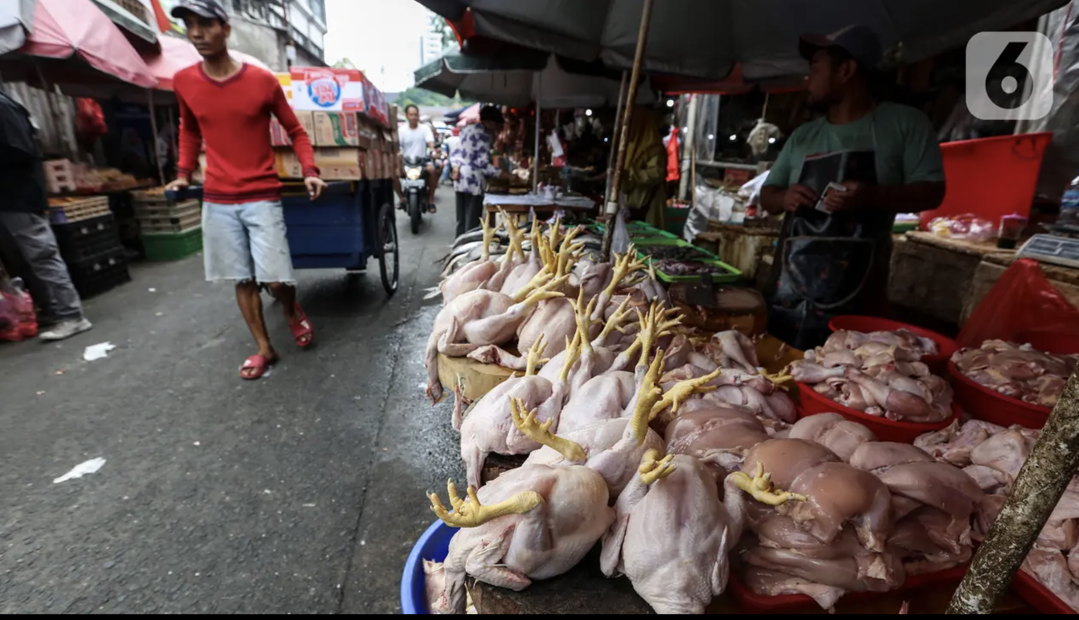 Indonesia Akhirnya Swasembada Daging dan Telur Ayam