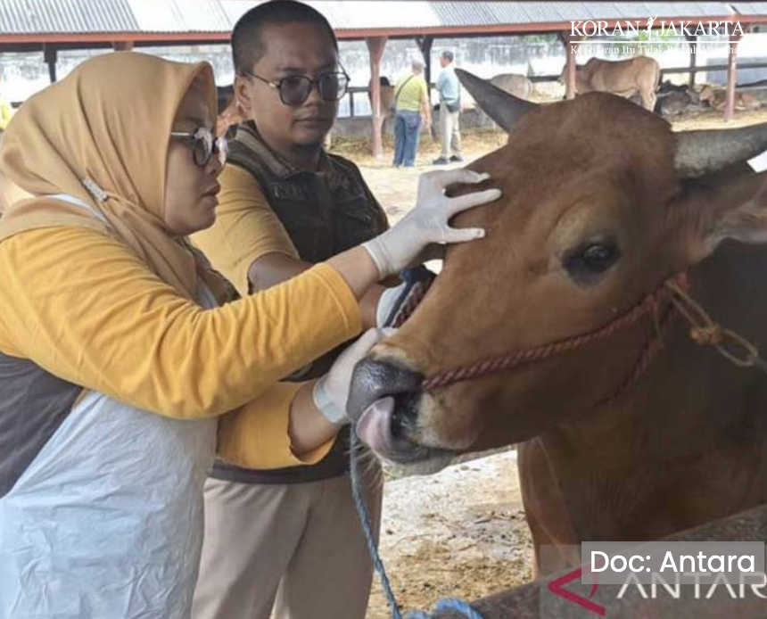 Disnakkan Situbondo Sidak Peternak Jelang Idul Adha