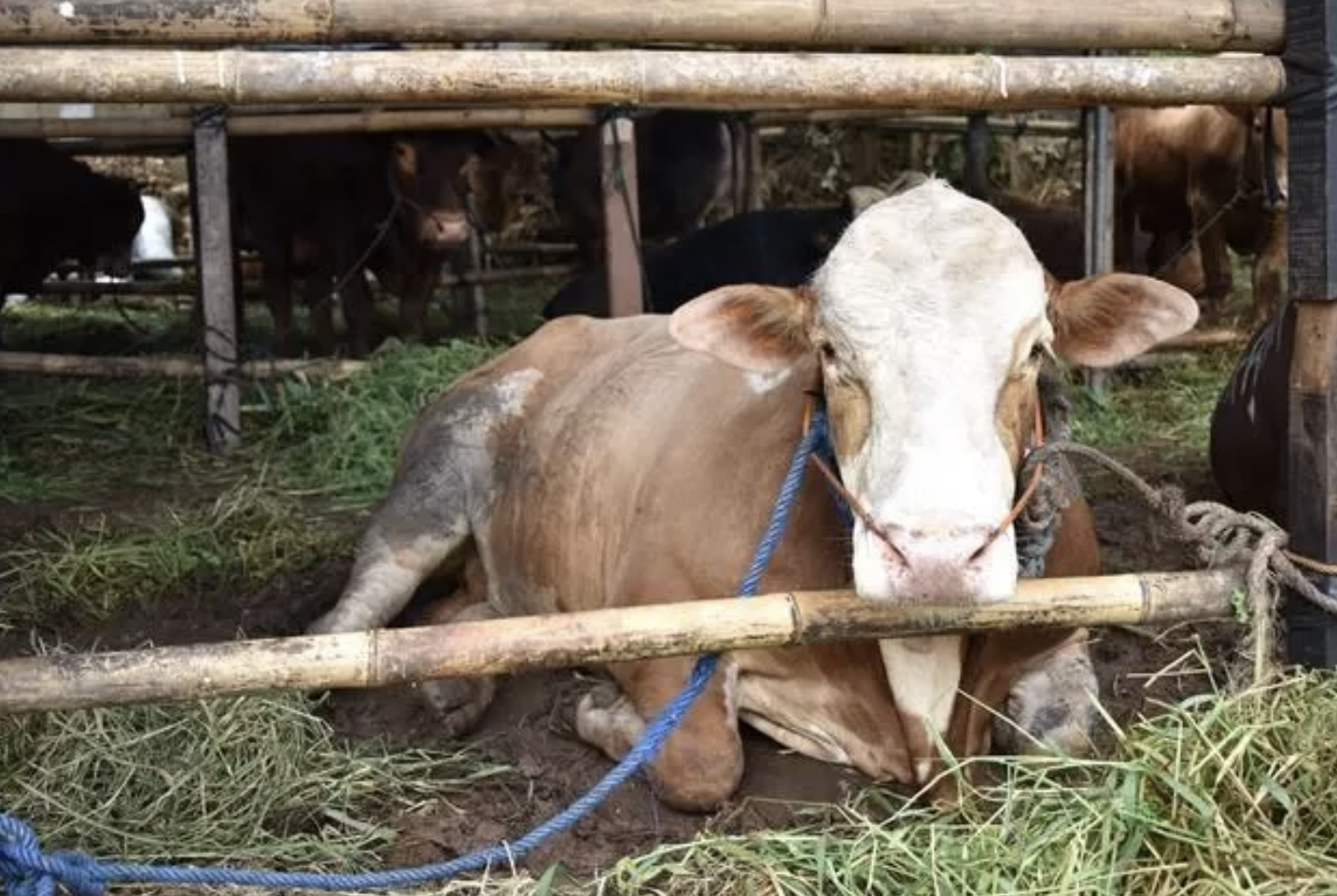 Genjot Kualitas Ternak Unggul, Kementan Tampung Semen Beku dari 2 Jenis Sapi Jantan