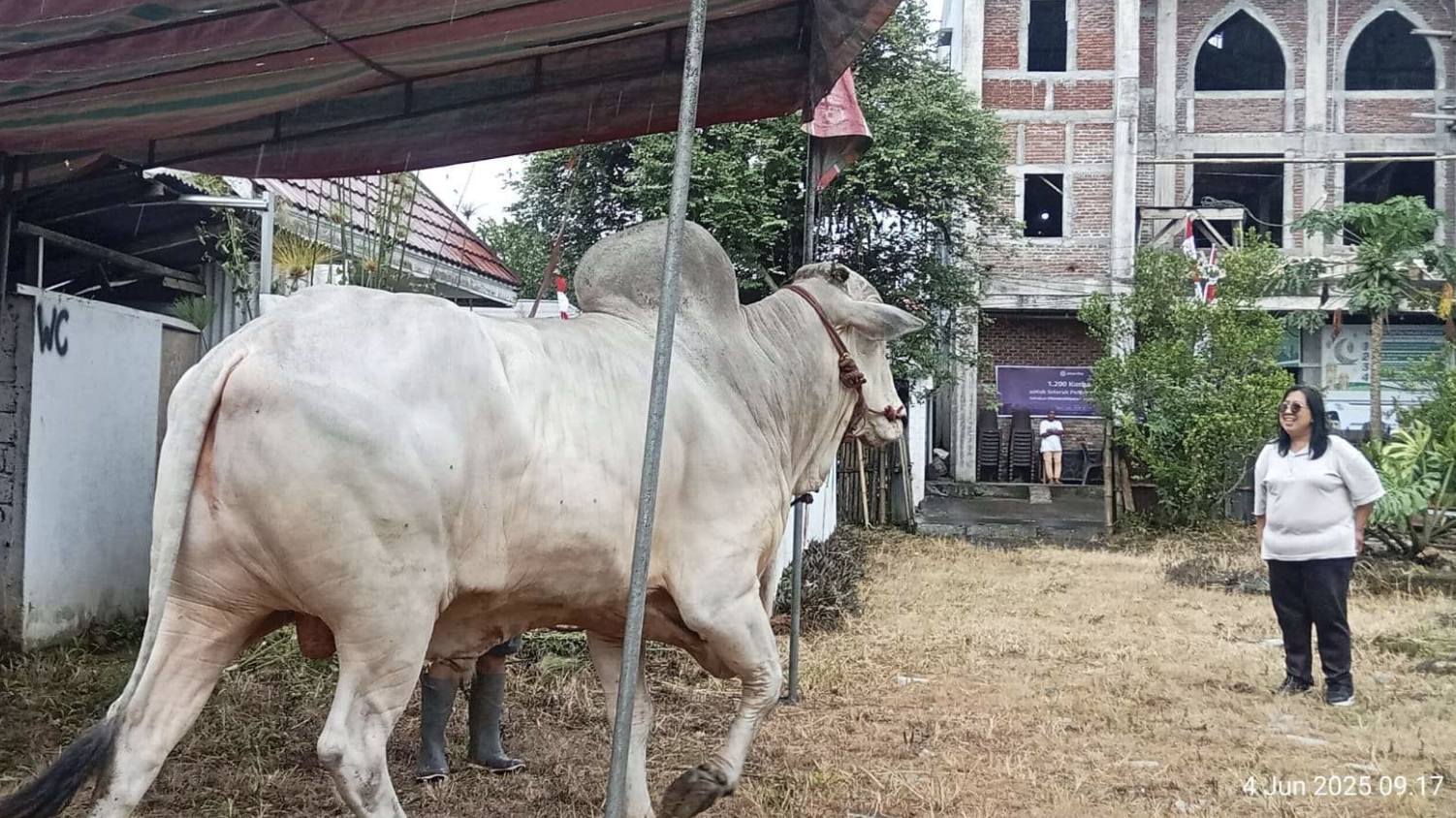 Minahasa Ditetapkan Kawasan Bibit Sapi PO Nasional