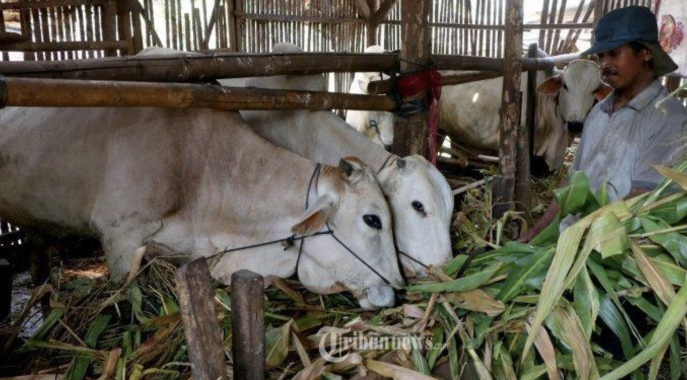 Terima 15 Ekor Sapi Presiden, Gubernur Ria Norsan Serahkan Satu Ekor Sapi ke Masjid Juang Melawi