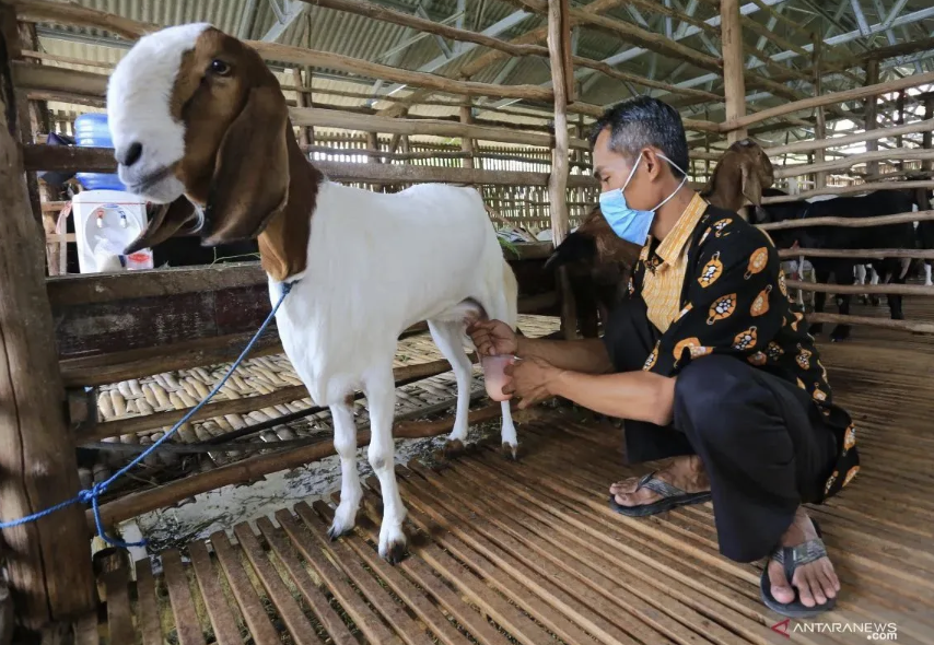 Kementan Pastikan Terus Dorong Hilirisasi Riset Peternakan