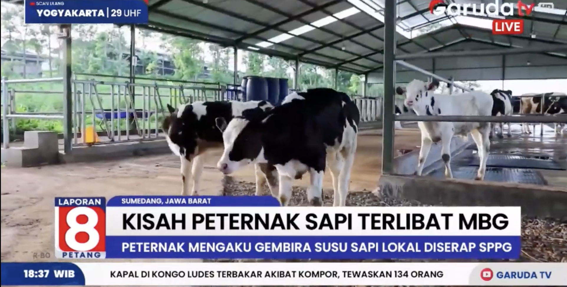 Peternak Sapi Lokal Bangga Terlibat dalam Program Makan Bergizi Gratis