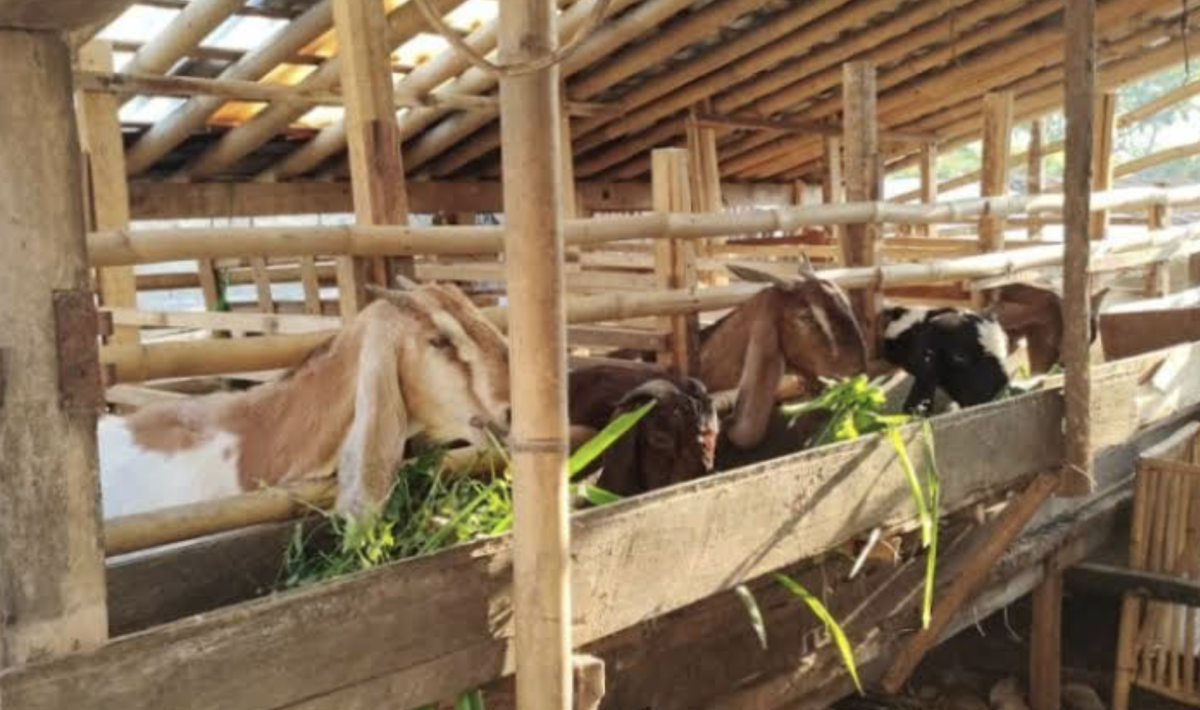 Kabupaten Bone Punya Potensi Peternakan Yang Menjanjikan