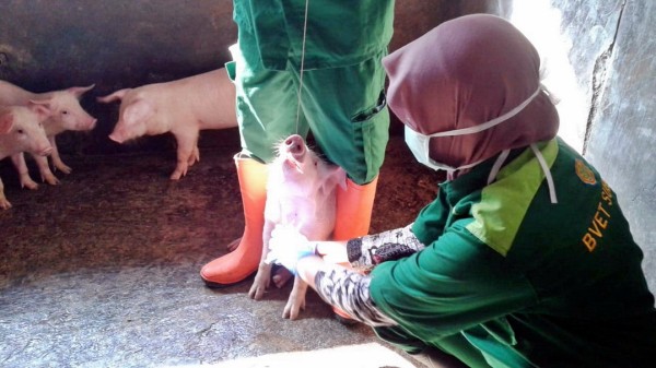 Surveilans Penyakit H1N1  Swine Flu  di Kabupaten Kuningan