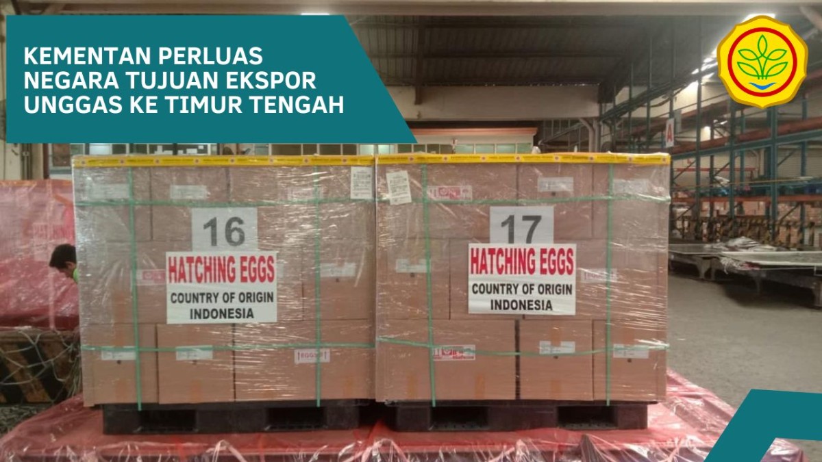 KEMENTAN PERLUAS NEGARA TUJUAN  EKSPOR UNGGAS KE TIMUR TENGAH