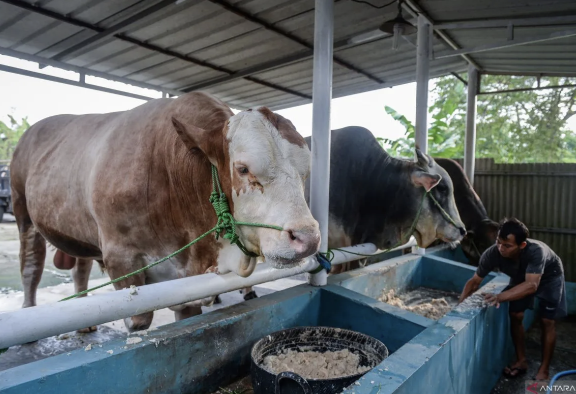 Presiden Prabowo kurban sapi seberat 1 ton di Natuna