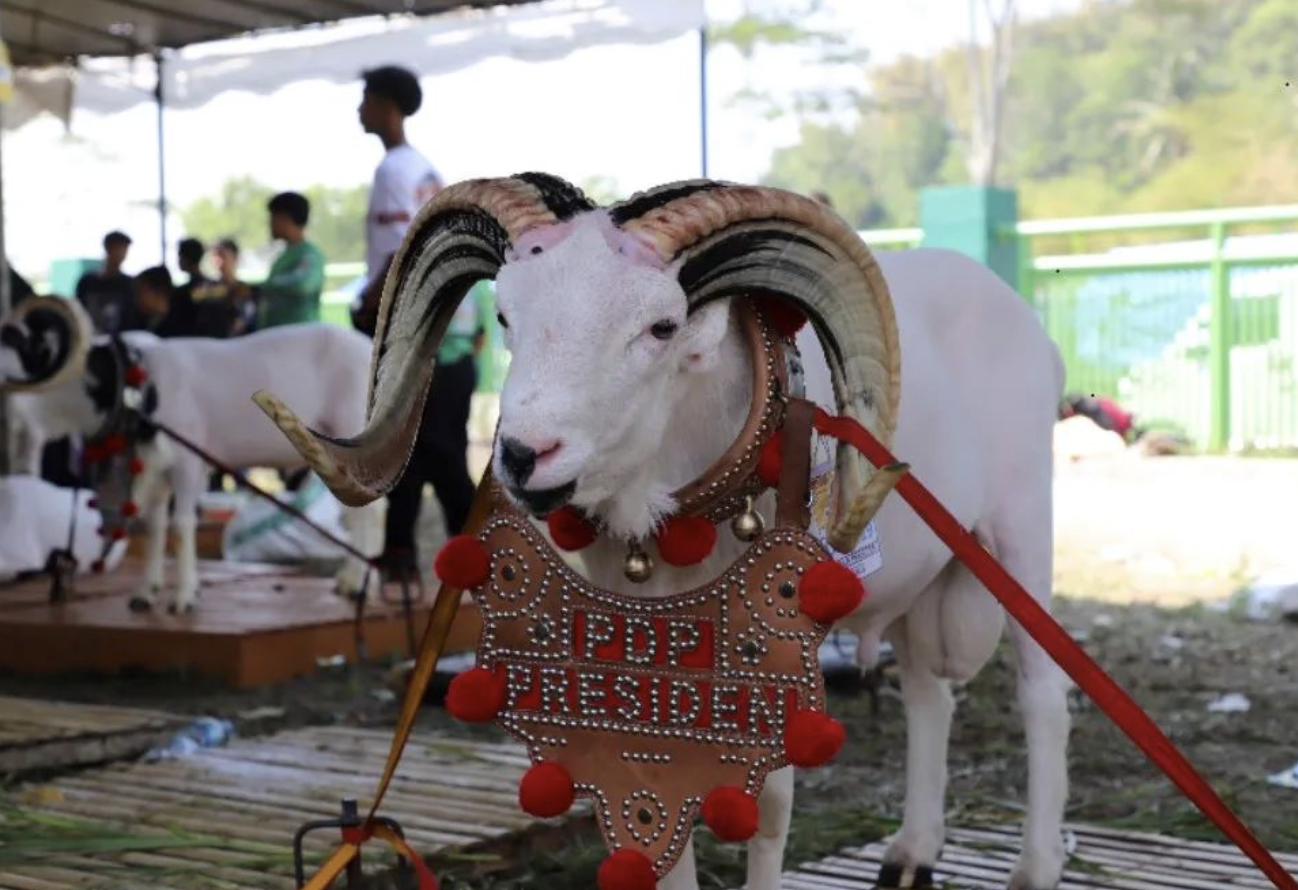 Domba Garut: Primadona Peternakan dan Warisan Budaya Jawa Barat