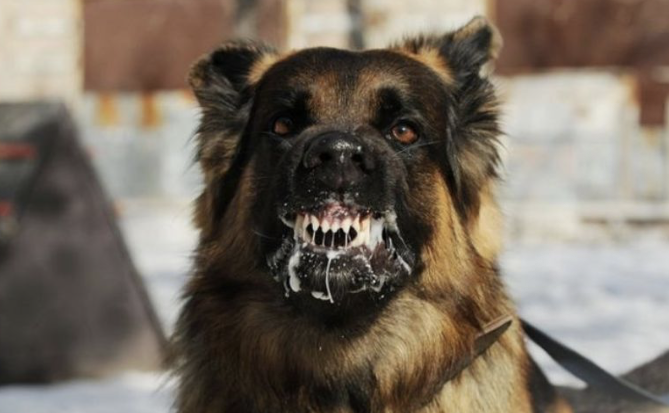 Dinkes Garut Siapkan Vaksin Antirabies di Puskesmas untuk Antisipasi Penyakit Rabies